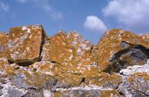 Llantwit Major: Lichen