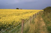 Llantwit Major: Plant/tree & Agriculture