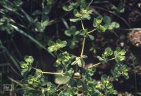 Forest Farm, Cardiff: Plant/tree