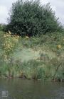 River Ely, Cardiff: Plant/tree & Aster
