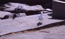 Cardiff Bay, Cardiff: Bird & Fish