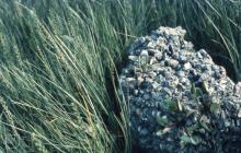 Hammadryad Marsh, Cardiff: Plant/tree