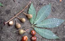 Sophia Gardens, Cardiff: Plant/tree