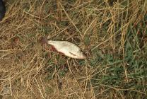 Glamorganshire Canal, Forest Farm, Cardiff: Fish