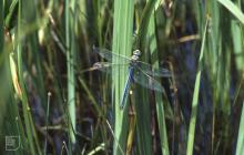 Kenfig: Invertebrate & Odonata