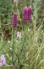 Coryton Roundabout, Cardiff: Plant/tree