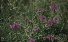 Nash Point: Plant/tree & Cirsium tuberosum