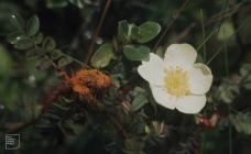 Merthyr Mawr: Plant/tree & Puccinia
