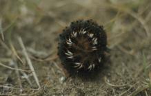 Merthyr Mawr: Invertebrate & Caterpillar