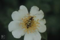 Caer Llan, Monmouthsire: Invertebrate & beetle