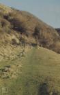 Dunraven Bay, Southerndown: Plant/tree