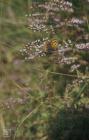 Pontypridd: Invertebrate & Plant/tree