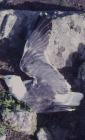 Skomer Island: Bird & Geology