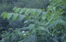 Ty Celyn, Roath, Cardiff: Plant/tree