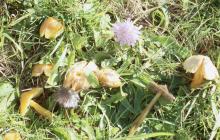 Llanishen Reservoir: Fungi & Field scabious