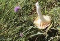 Llanishen Reservoir: Fungi & Devil's bit scabious