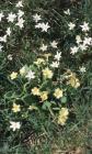 Lisvane Reservoir: Plant/tree & Anemone