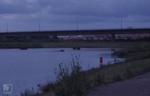 Lamby Lake: Landscape & Plant/tree