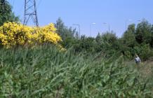 Howardian, Cardiff: Plant/tree & People