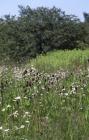 Howardian, Cardiff: Plant/tree & Ox-eye daisy