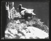 Golden Eagle at nest with young (Berlin)