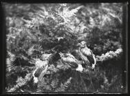 Young Jays on branch