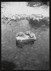 Young Dippers on stone