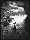 Dipper on stone in stream