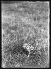 Curlew Chicks