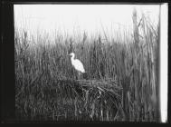 Great White Heron in Hungary