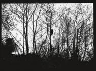 Tawny Owl in tree