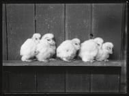 Five young Barn Owls