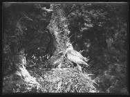 Buzzard with young