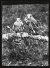 Two young Kestrels on a branch