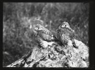 Two young Kestrels