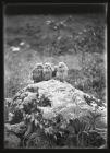 Three young Kestrels