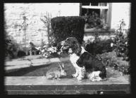 Spaniel and wild rabbit