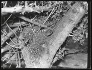 Wren at nest