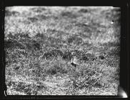 Golden Plover near nest