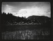 Flock Blackheaded Gulls