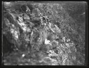 Fulmar Petral at nest