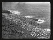 Gannet Colony