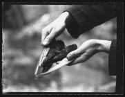 Swifts entangled in flight