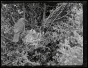 Blackbird at nest with young