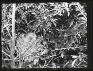 Linnet and young at nest