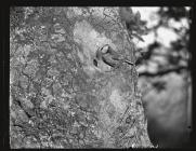 Blue Tit at nest in tree trunk