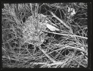 Long-Tailed tit feeding young