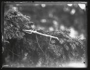 Goldcrest at nest