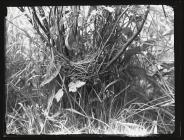 White throat at nest