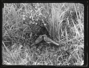 Tree Pipits at nest